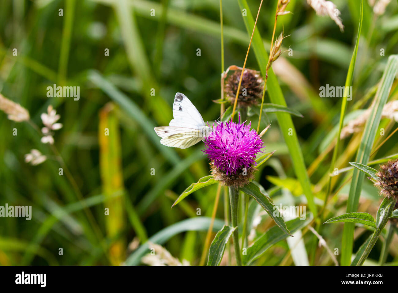 Rapsweißling Schmetterling auf flockenblume Stockfoto