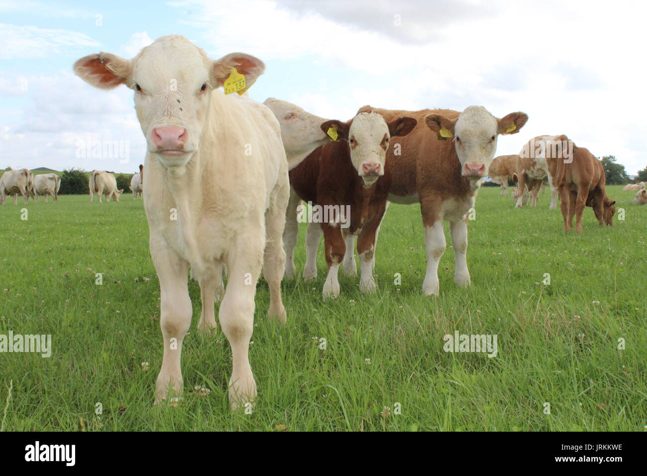 Charolais Kalb und Freunde Stockfoto