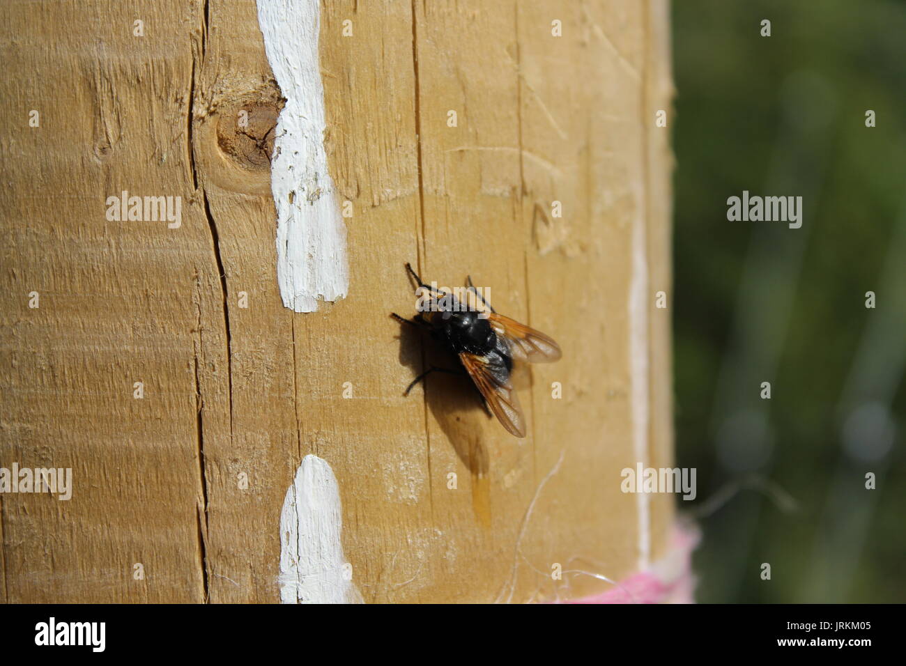 12:00 Uhr Fly-Mesembrina meridiana Nahaufnahme Stockfoto