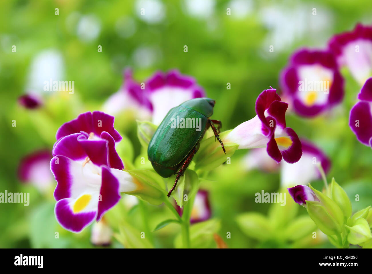 Grüne Käfer sitzen auf Lila Blume Stockfoto