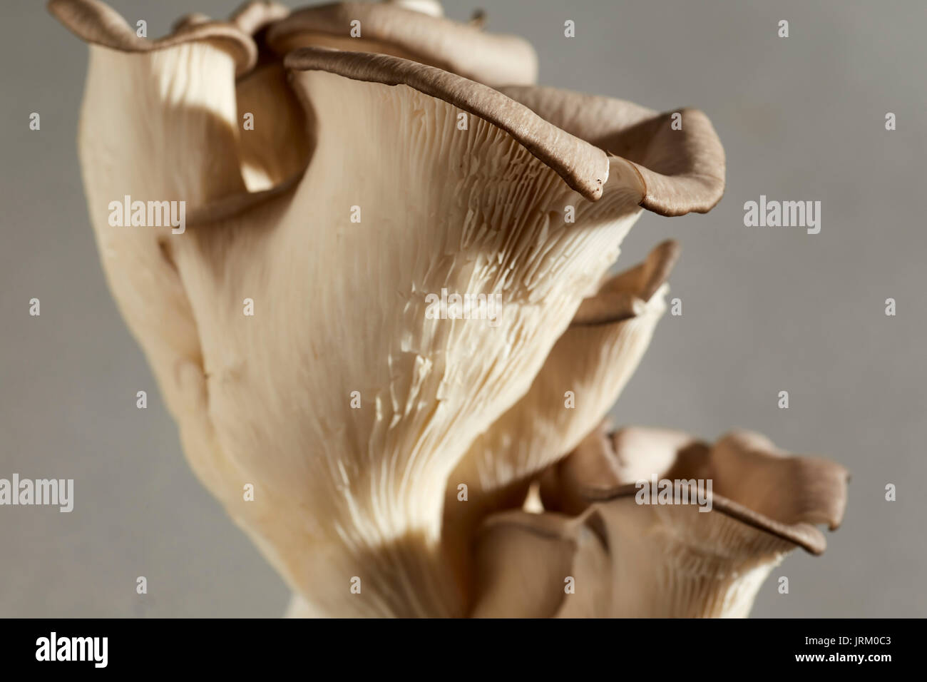 Raw, Grau Austernpilze durch Primordia Farm in Pennsylvania, USA Stockfoto