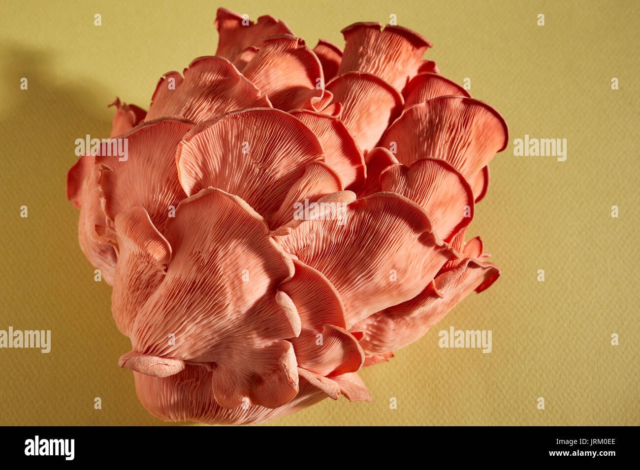 Frische, rohe Rosa Austernpilze durch Primordia Farm in Pennsylvania, USA Stockfoto