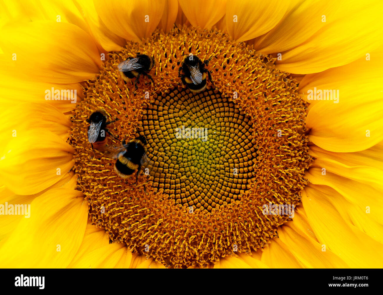 Die großen, leuchtend gelben Blüten von Sonnenblumen präsentieren eine Nektar und Pollen Fundgrube für ihre Bestäuber, die Bienen aller Art. Stockfoto