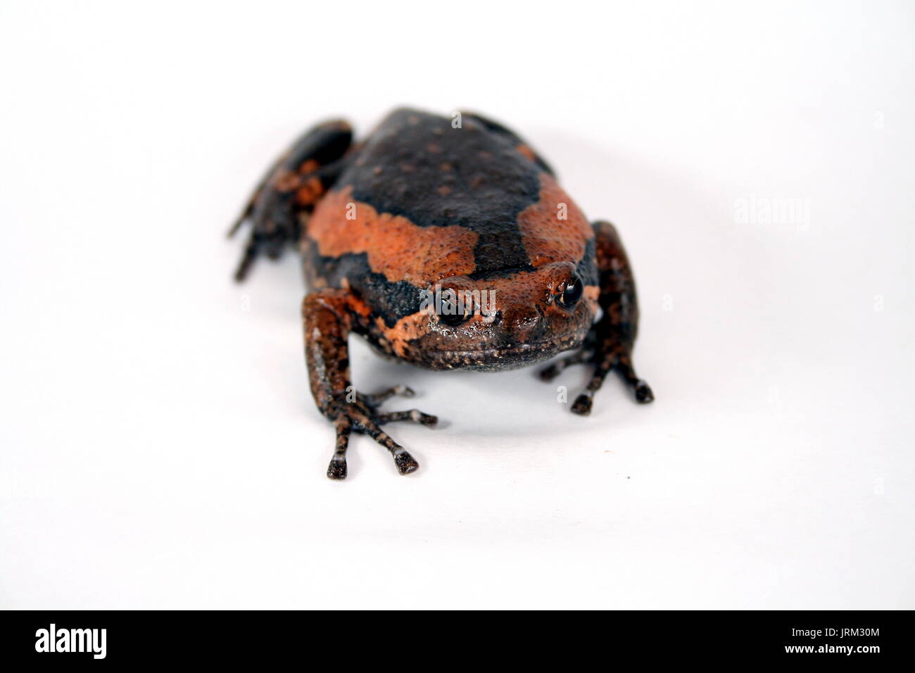 Asiatische lackiert Bullfrog, Kaloula pulchra, auf weißem Hintergrund, Südostasiatische Amphibian, Captive Stockfoto