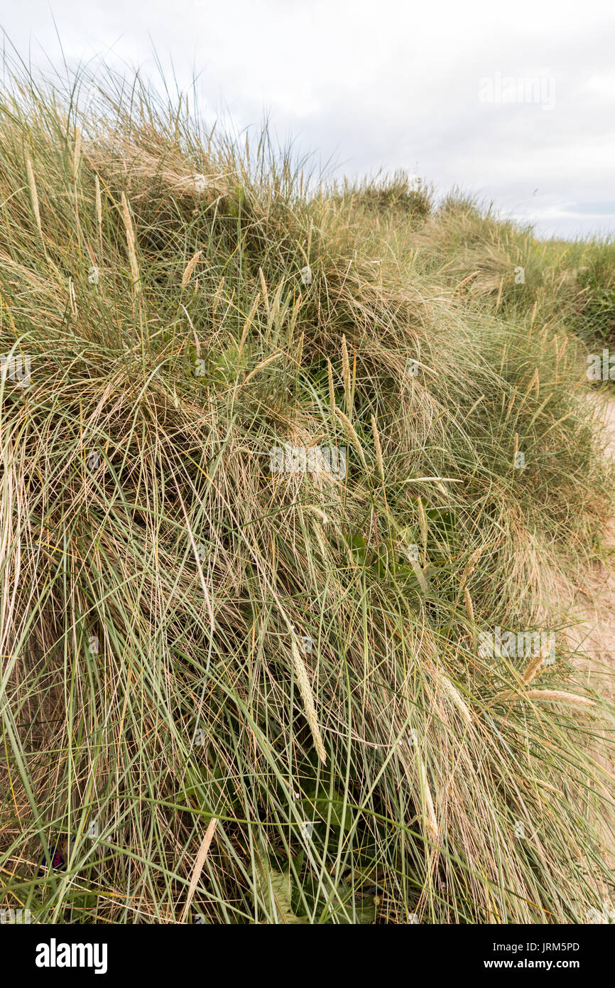Ammophila arenaria Marram Gras in den Dünen in Pwllheli, lleyn Peninsula, Wales, Großbritannien Stockfoto