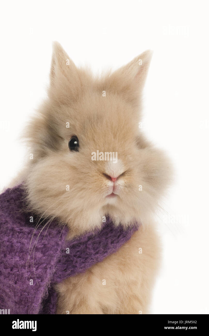 Kleine Hase mit einem violetten Schal Stockfoto