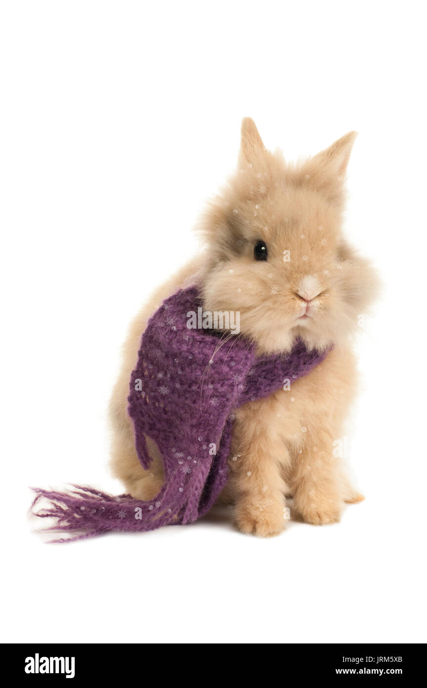 Kleine Hase mit einem violetten Schal Stockfoto
