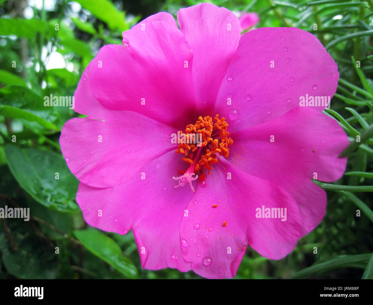 Ein rosa Blumen blühen am Nachmittag Stockfoto