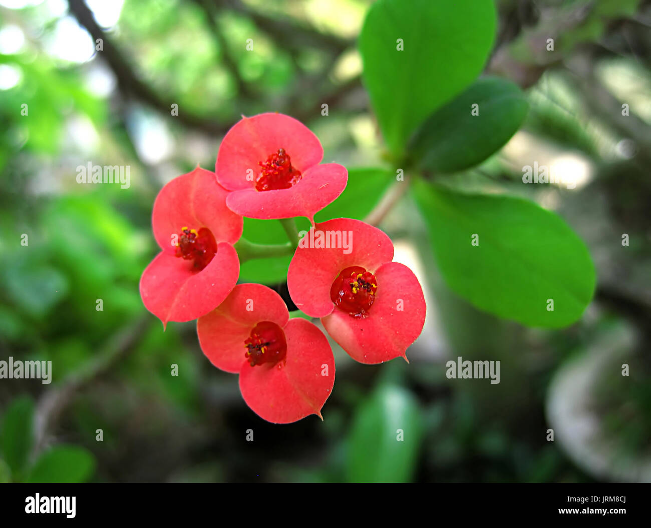 Rote Blumen blühen Kakteen. funkelnden Tautropfen auf Blütenblätter Stockfoto