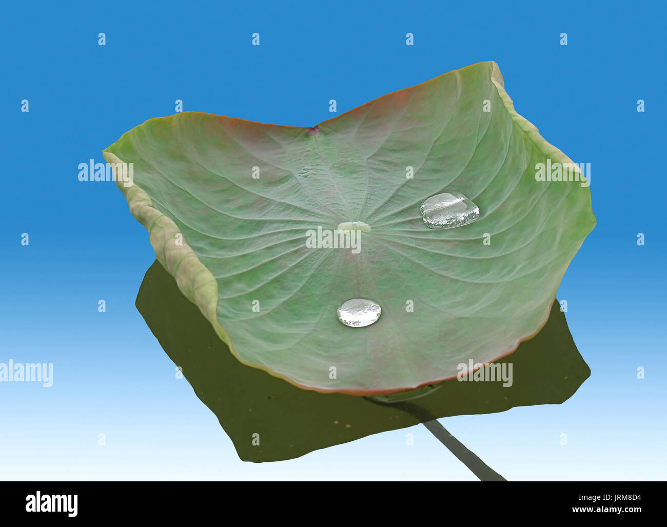 Wassertropfen auf einem Lotusblatt am Morgen Stockfoto