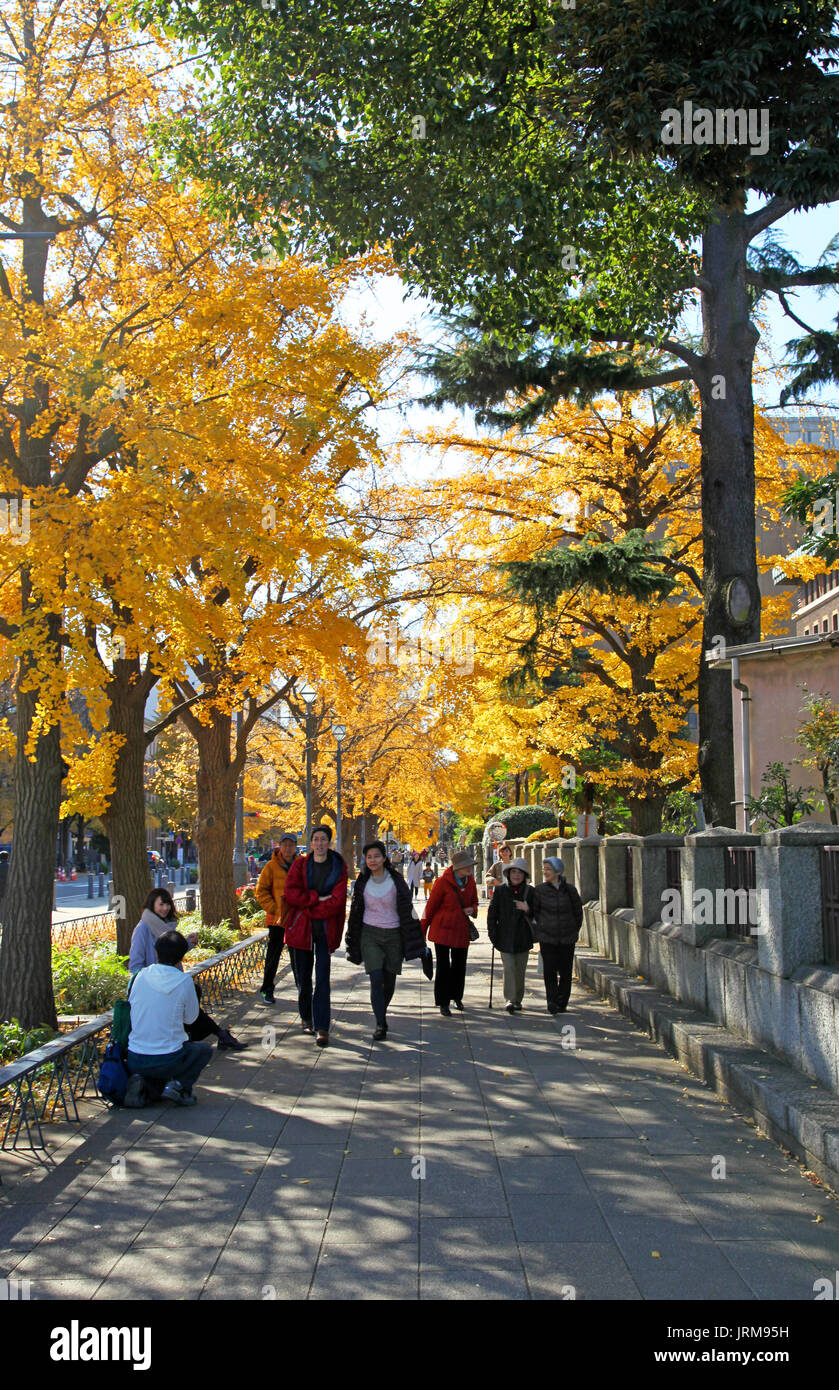 Menschen, die unter Herbstlaub in Yokohama, Japan, spazieren gehen Stockfoto