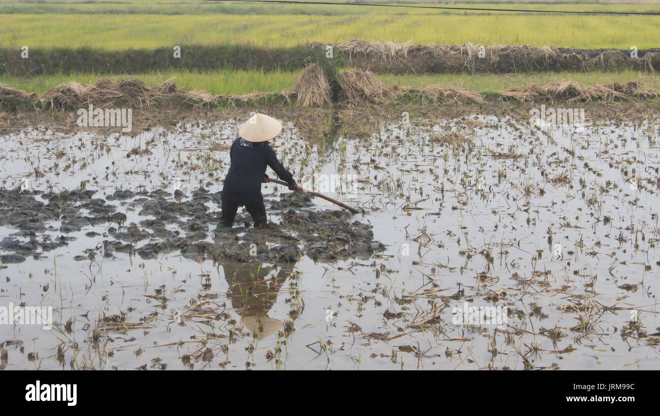 Haiduong, Vietnam, Dezember, 24: Frau Bauer der Arbeit auf dem Feld mit der Hacke in Dezember 24, 2014 in Hai Duong, Vietnam. Stockfoto