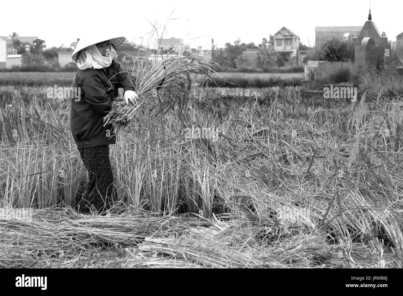 HAI DUONG, VIETNAM, November, 6: Vietnamesische Bäuerin Ernte auf einem Reisfeld am 6. November 2013 in Hai Duong, Red River Delta, Vietnam. Reis Kult Stockfoto