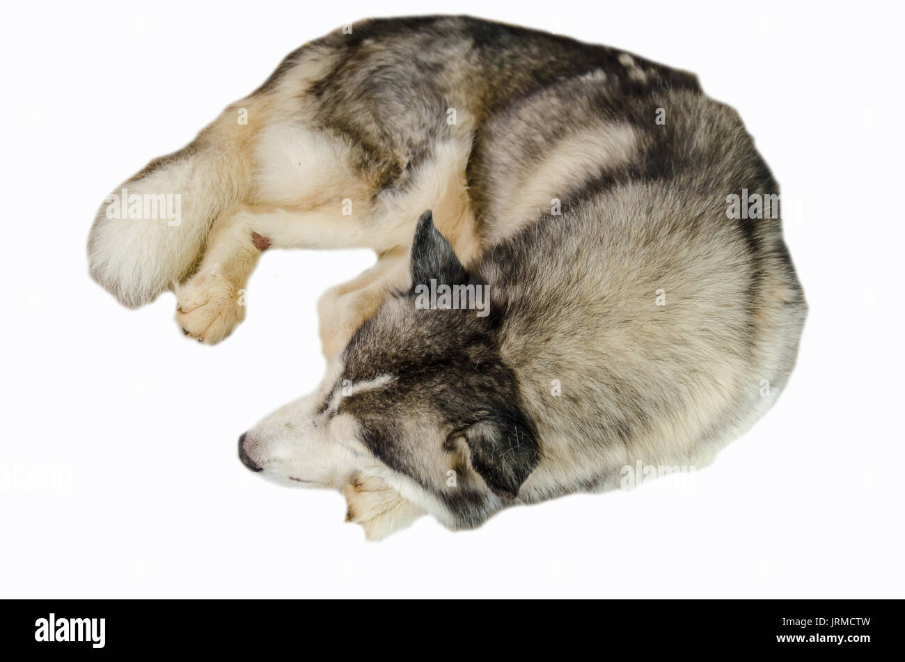 In der Nähe der sibirischen Hund schlafen auf weißem Hintergrund Stockfoto