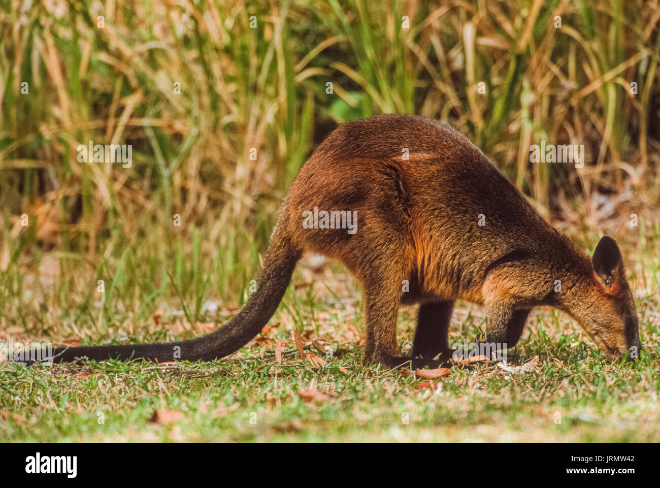 Swamp Wallaby (Wallabia bicolor), Byron Bay, New South Wales, Australien Stockfoto