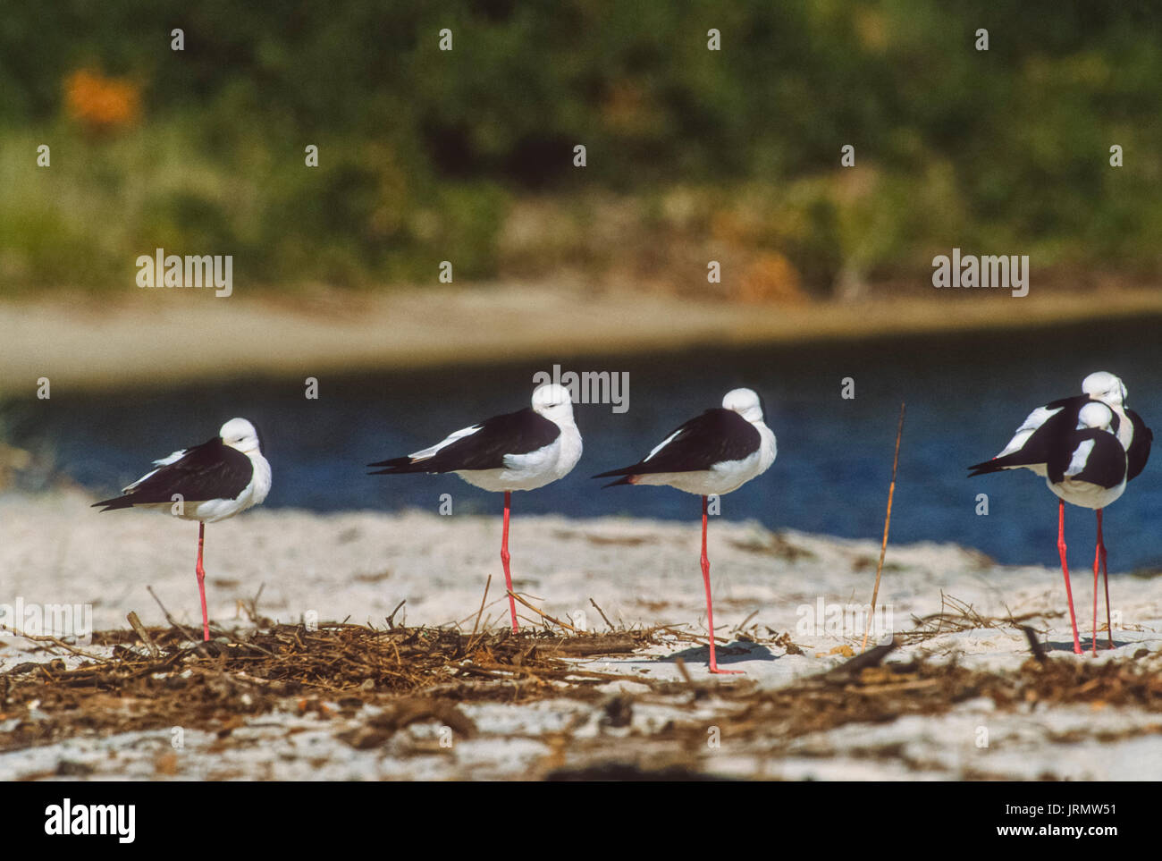 Gruppe von Black-Winged Stelzenläufer (Himantopus himantopus), Roosting auf einer Sandbank, Byron Bay, New South Wales, Australien Stockfoto