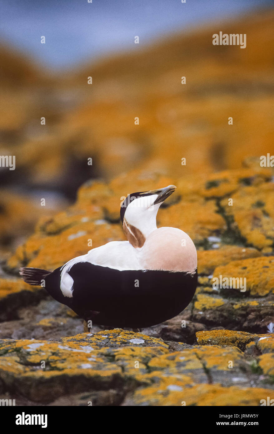 Männliche gemeinsame Eiderente (Somateria mollissima, Ente), auf Felsen mit Flechte Aufruf zu paaren, Farne Islands, Northumbria, Britische Inseln, Großbritannien Stockfoto