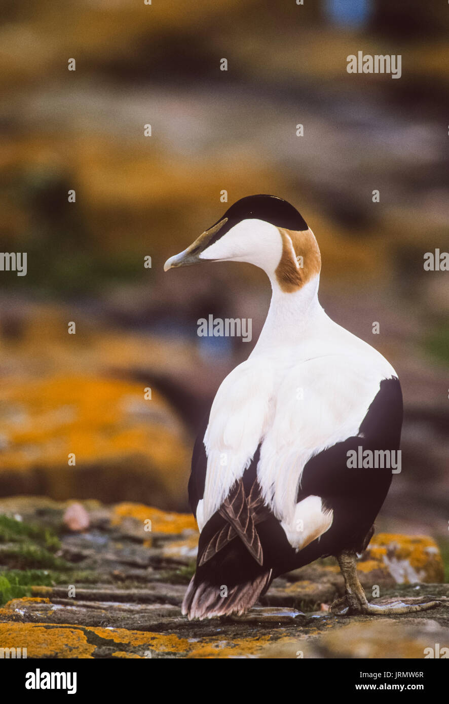 Männliche gemeinsame Eiderente (Somateria mollissima, Ente), auf Felsen mit Flechten, Farne Islands, Northumberland, Northumbria, Britische Inseln, Großbritannien Stockfoto