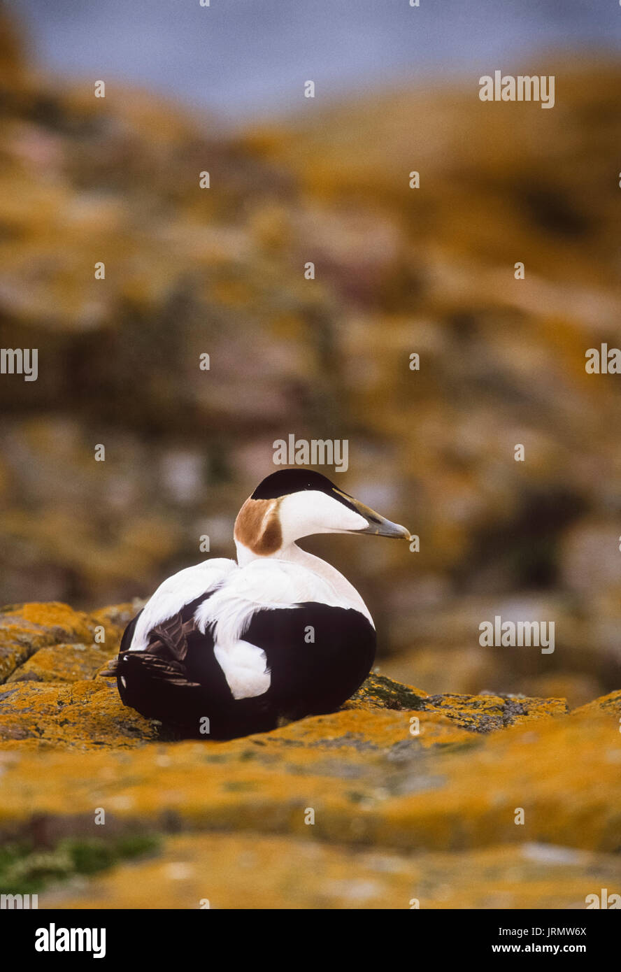 Männliche gemeinsame Eiderente (Somateria mollissima, Ente), auf Felsen mit Flechten, Farne Islands, Northumberland, Northumbria, Britische Inseln, Großbritannien Stockfoto