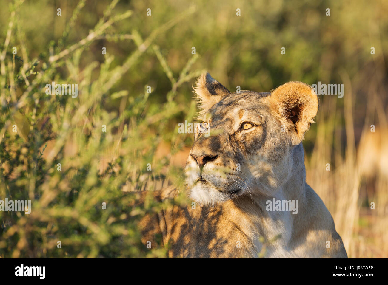 Löwin (Panthera leo), alert Weiblich, ihre Umgebung, Porträt beobachten, Kalahari Wüste, Kgalagadi Transfrontier Park Stockfoto