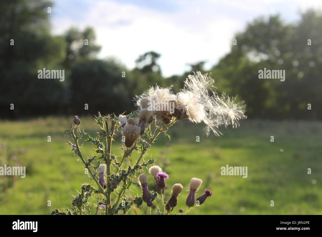 Speer thistle Samen verbreiten sich in der Wind Stockfoto