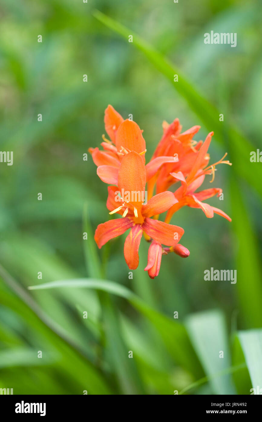 Crocosmia im Englischen Garten. Stockfoto