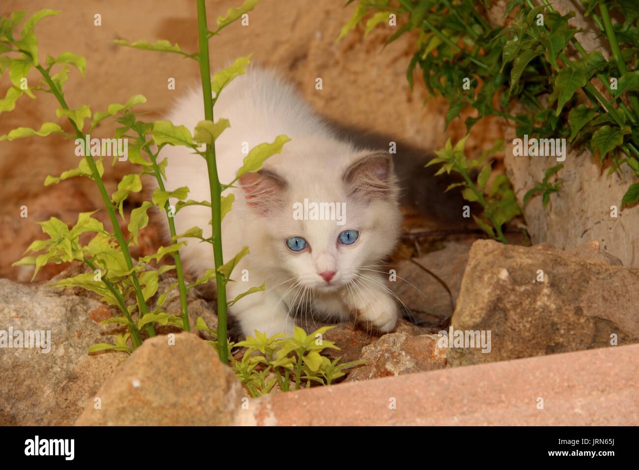 Hauskatze, junge Ragdoll, Jagd im Garten Stockfoto