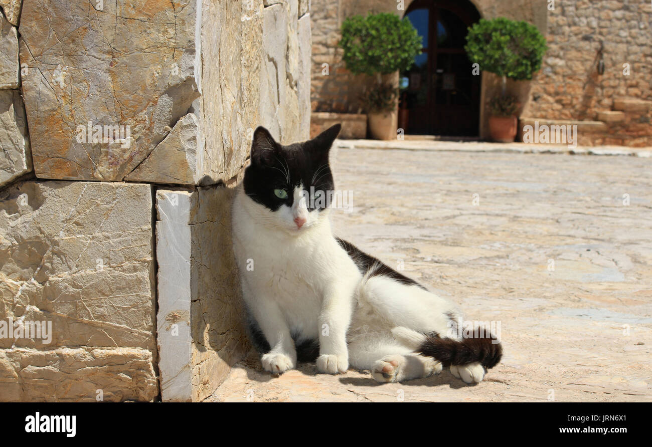 Hauskatze, Tuxedo, Schwarz und Weiß, an einer Wand vor einem Land Haus liegen, mediterrane Finca Stockfoto