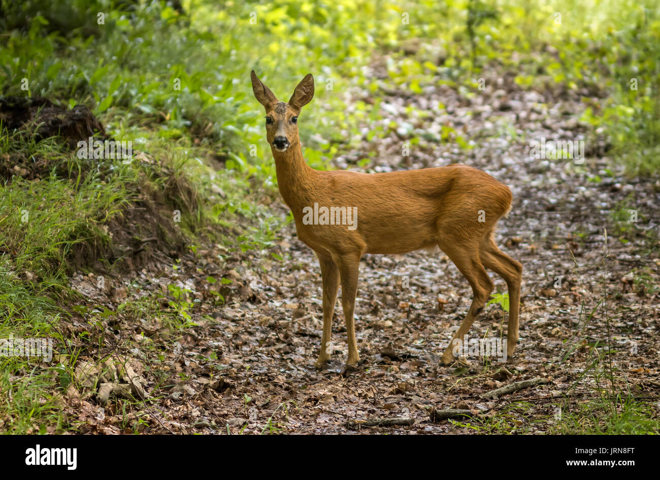 Junge Rehe im Wald Stockfoto