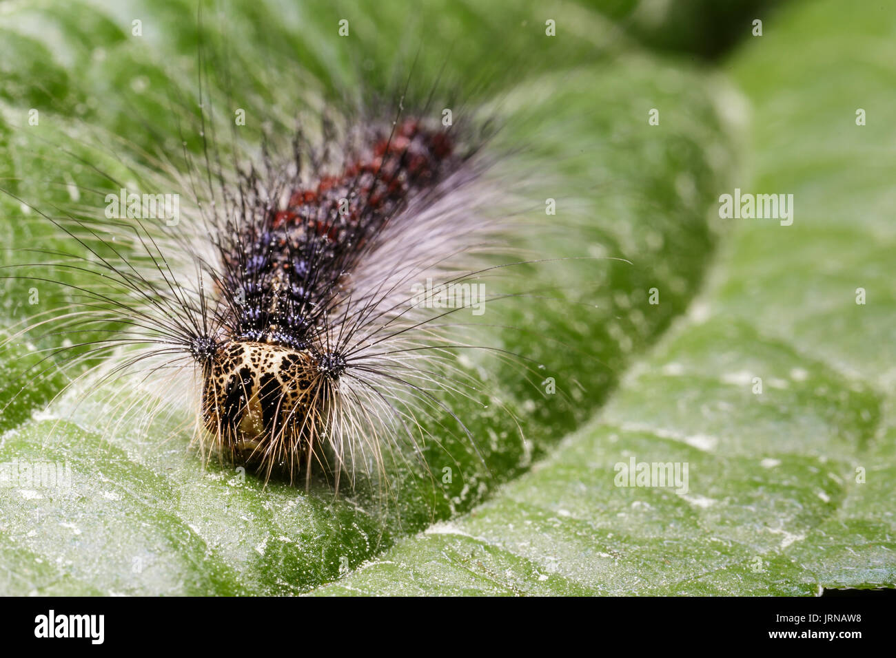 Große Schwammspinner Raupe sitzt auf einem Baum Blatt, die durch den sehr distructive Insekt gekaut wurde. Stockfoto