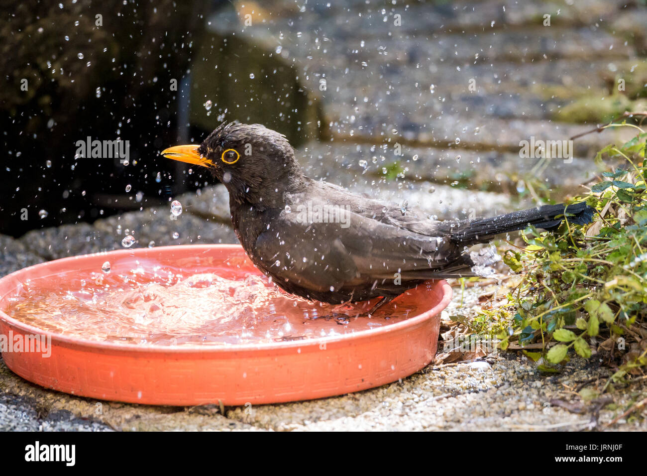 Nasse erwachsenen männlichen gemeinsame Amsel, Turdus merula, genießen Sie ein Bad im Wasser Schüssel im Garten Stockfoto