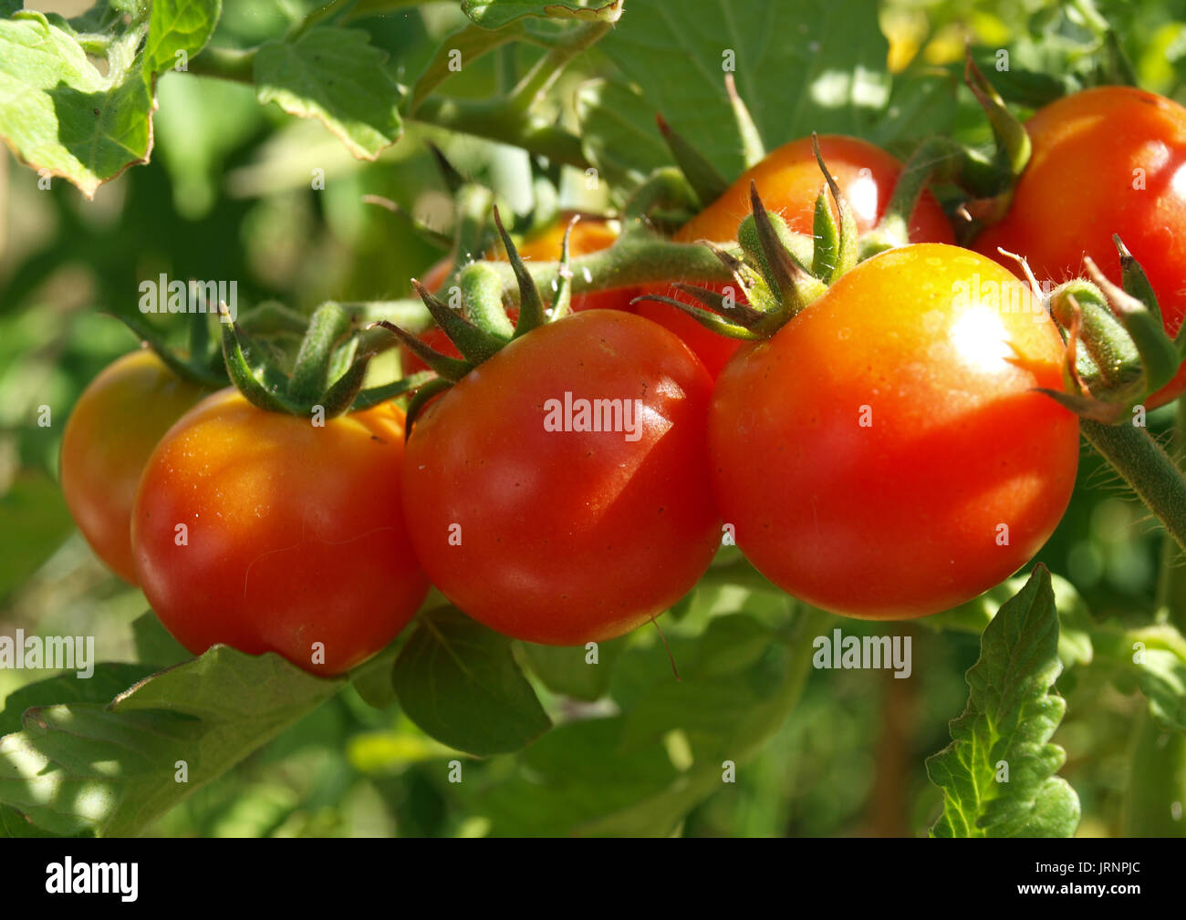 rote Tomaten Stockfoto