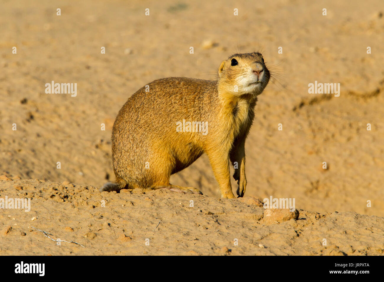 Der gunnison Prairie Dog Cynomys gunnisoni Farmington, Utah, United States, 28. Juni 2017 Nach Sciuridae Stockfoto