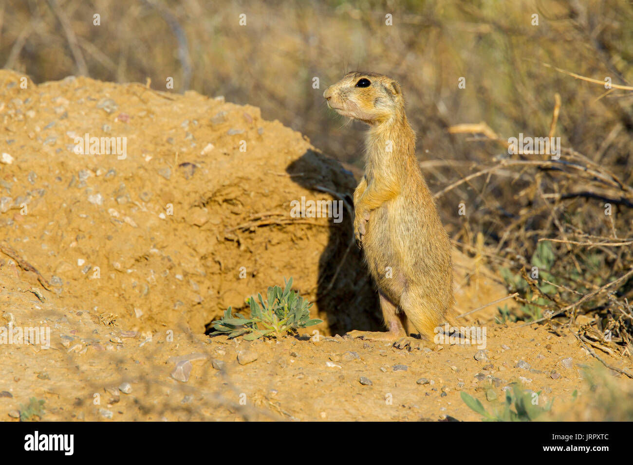 Der gunnison Prairie Dog Cynomys gunnisoni Farmington, Utah, United States, 28. Juni 2017 Nach Sciuridae Stockfoto