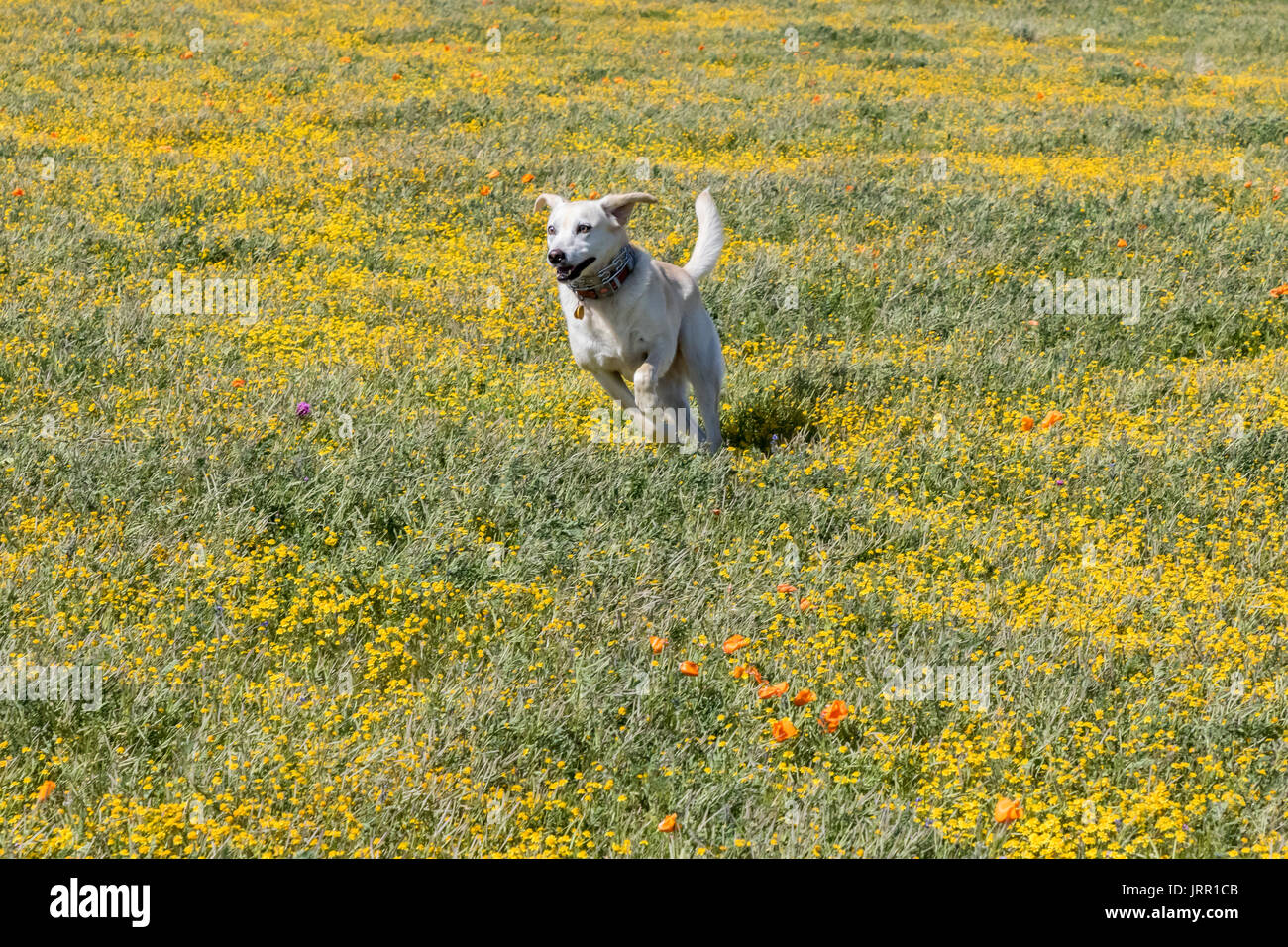 Labrador Welpe in Wildblumen Stockfoto