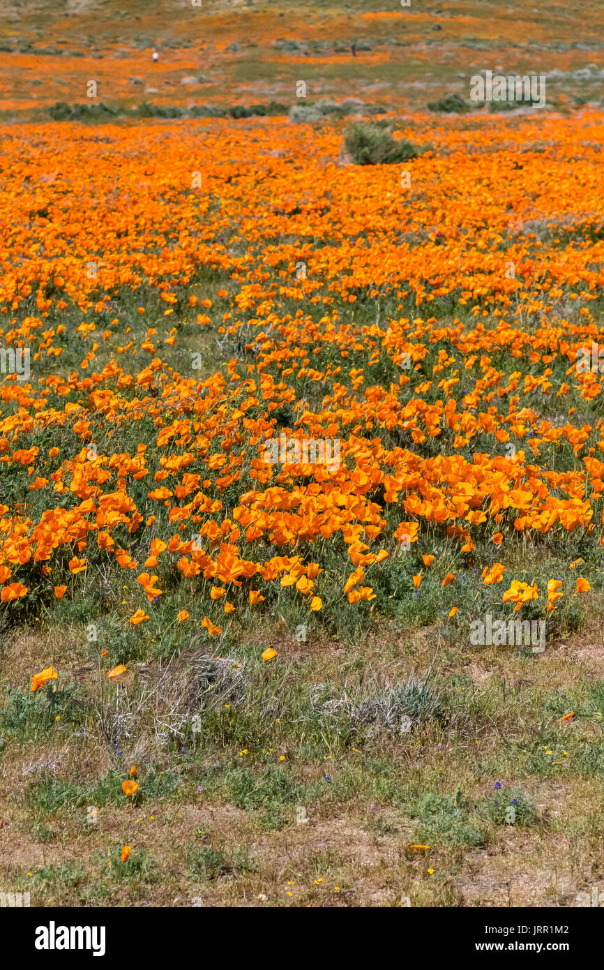 Antelope Valley California Poppy Preserve Wildblumen Stockfoto