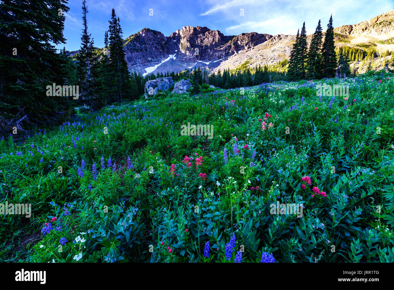 Eine wunderschöne Berglandschaft mit blauen und rosa Wildblumen im Vordergrund Stockfoto