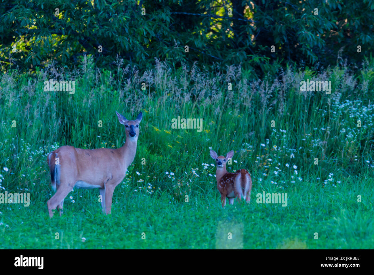 Wisconsin weiß Schwanz Rehe, Mutter und fawn (odocoileus virginianus) stehen in einem Feld im Sommer Stockfoto