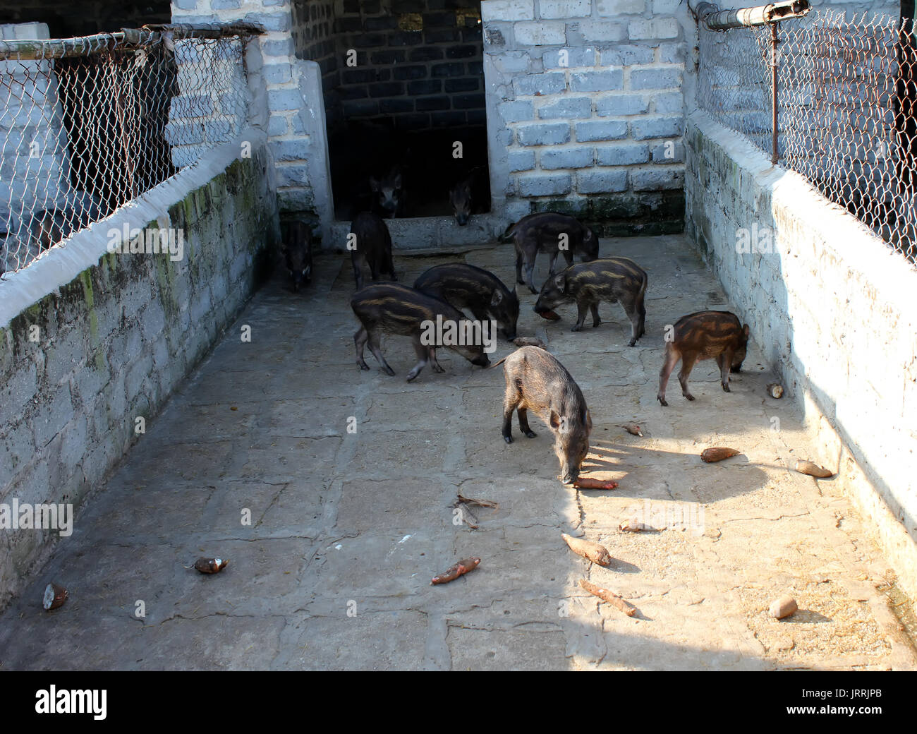 Wilde Schweine in Ställen gehalten Stockfoto