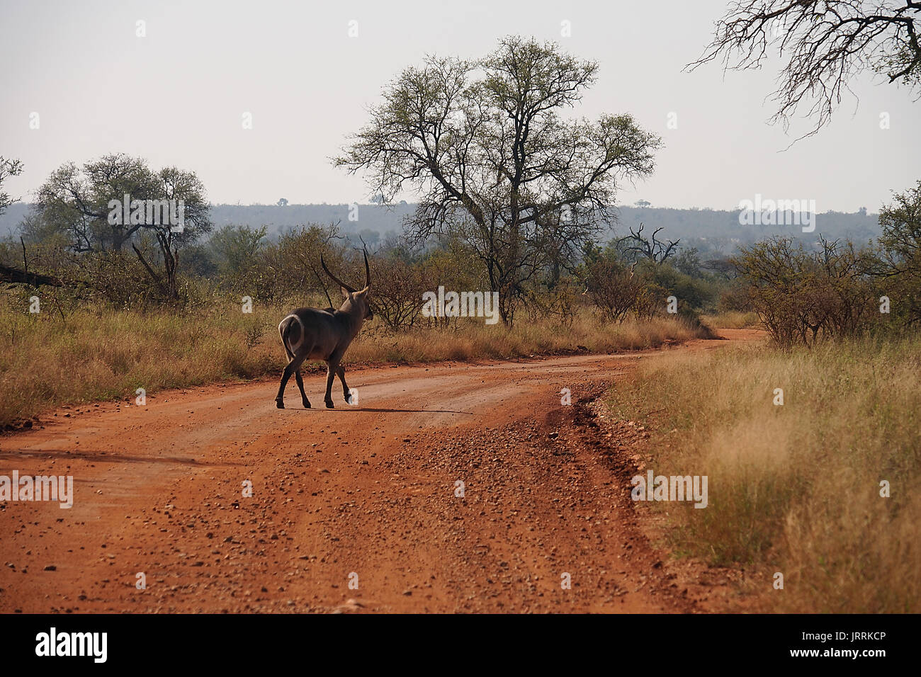 Antilope Kruger National Park Stockfoto