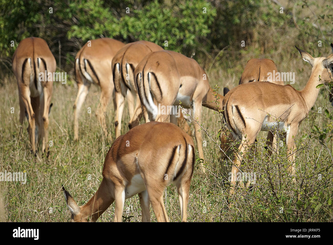 Impala Kruger National Park Stockfoto