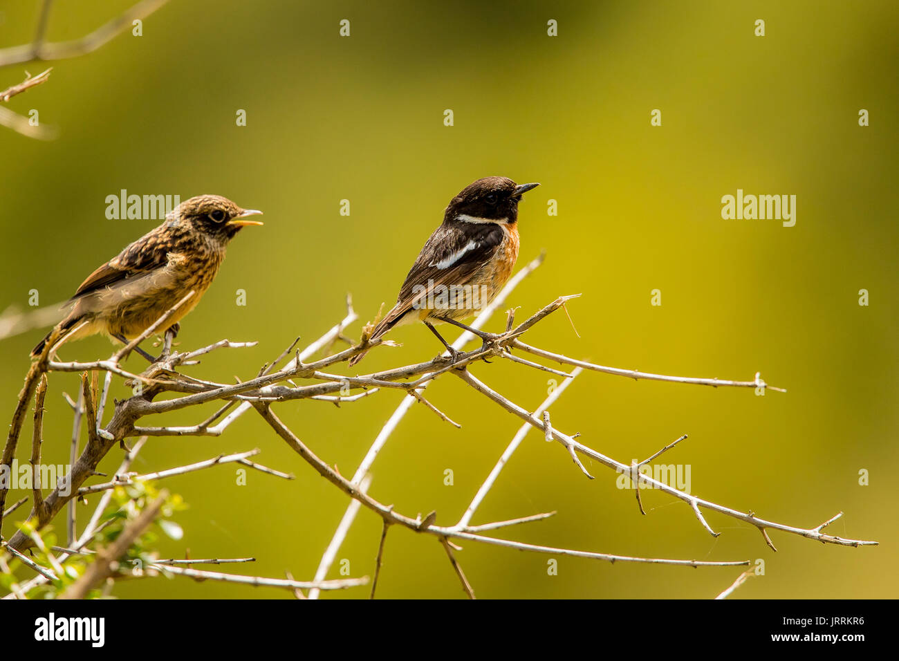 Männliche gemeinsame Schwarzkehlchen mit Küken Stockfoto