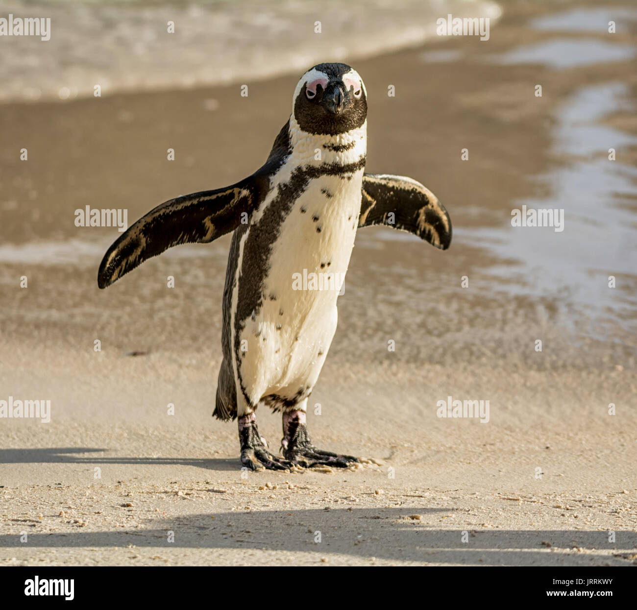 Eine Afrikanische Pinguin am Strand im südlichen Afrika Stockfoto