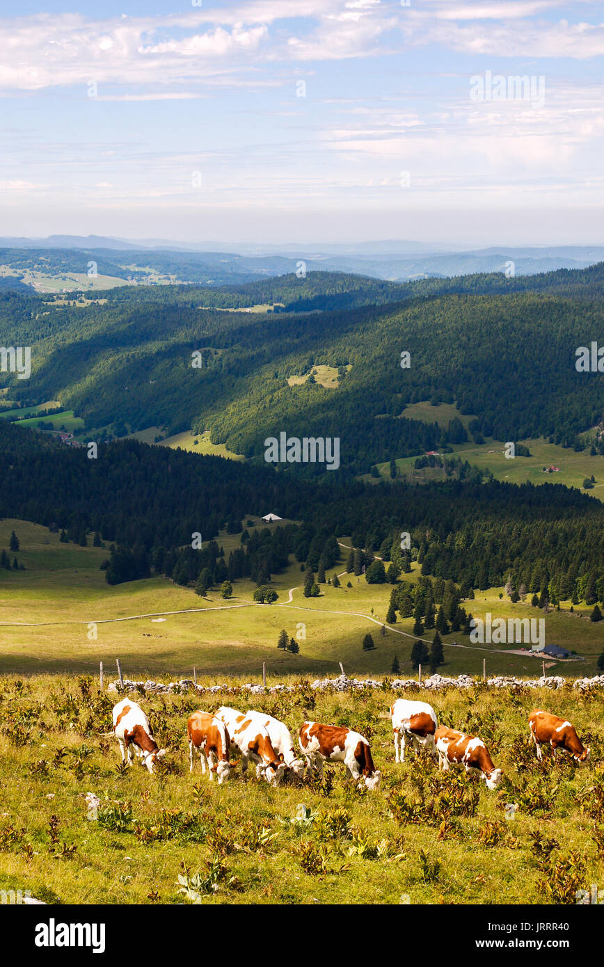 Berg- Landschaften in Dôle Berg, Jura, Frankreich Stockfoto