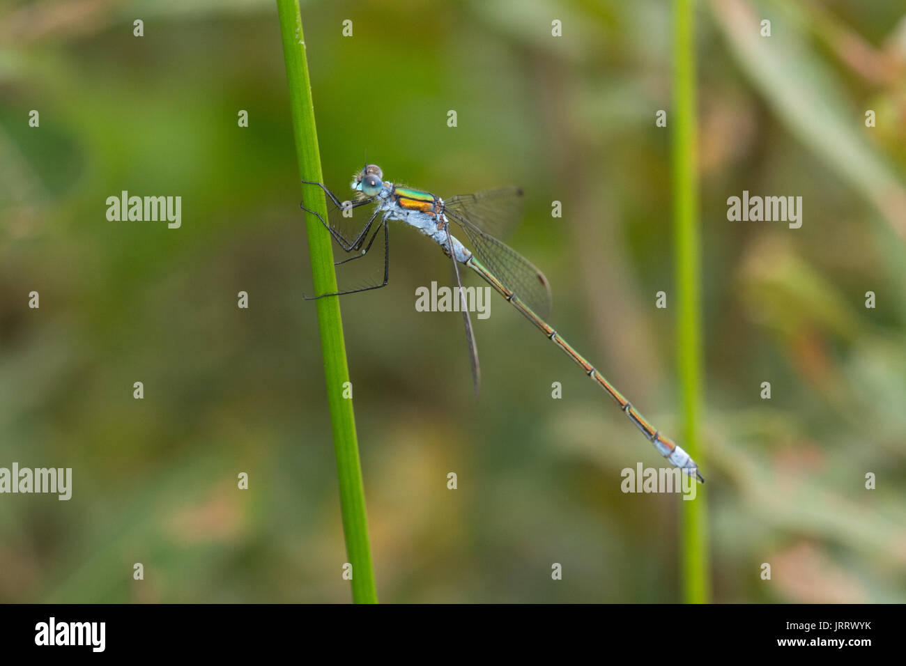 Nahaufnahme der männlichen Emerald damselfly (Lestes sponsa) Stockfoto