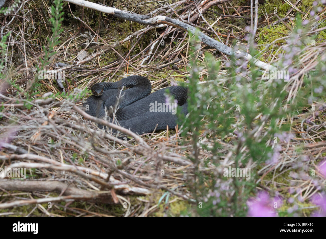 Melanistic oder schwarze Kreuzotter (Vipera berus), im Moor in Surrey, Großbritannien Stockfoto