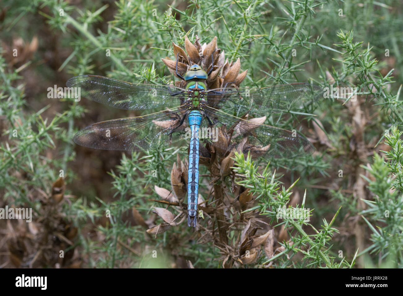 Close-up des Kaisers Dragonfly (Anax imperator) auf ginster Bush im Moor Lebensraum in Surrey, Großbritannien Stockfoto