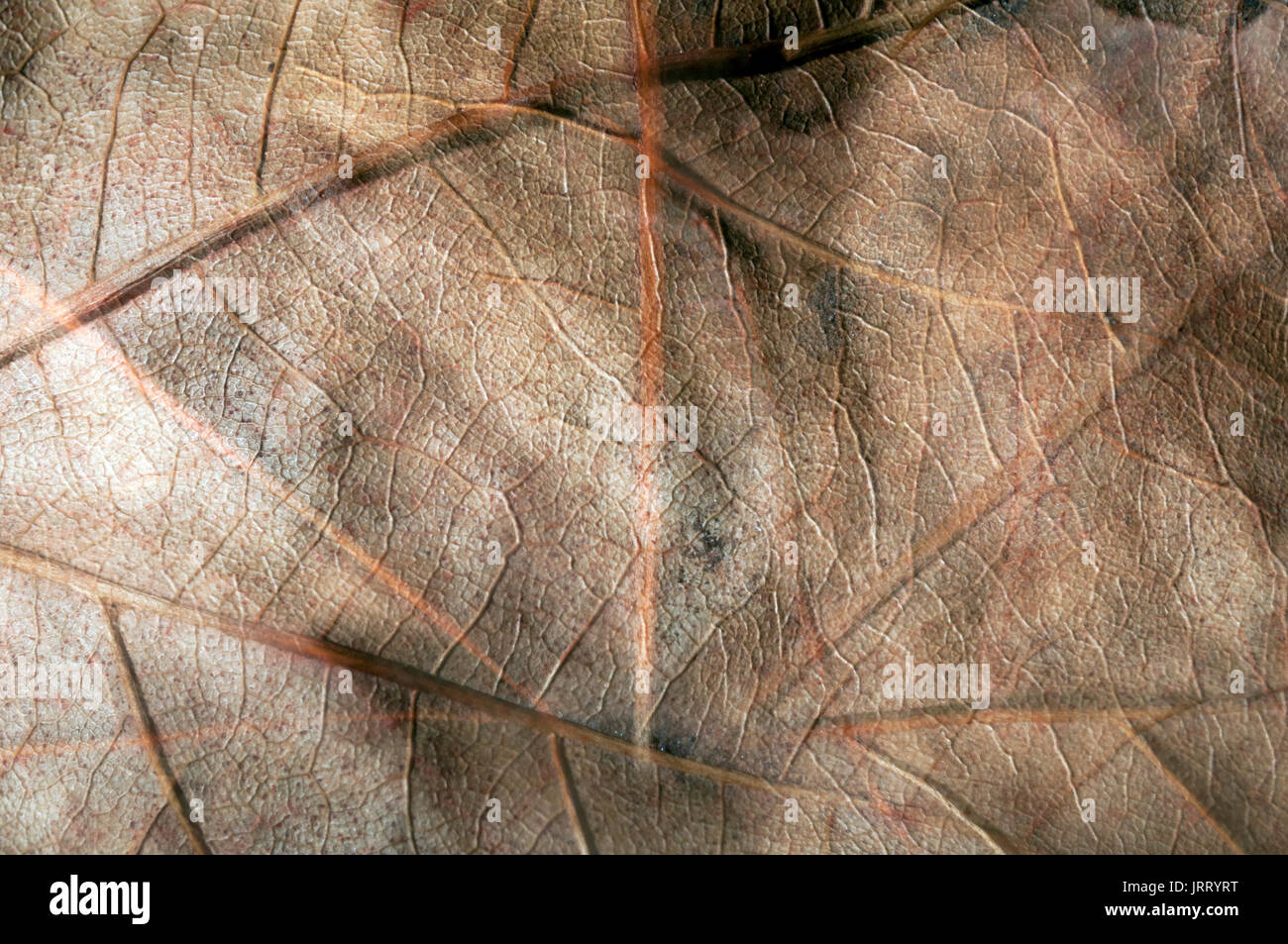 Gefallene Blätter, Herbstblätter, Herbstfarben, Herbstzeit, Markierungen auf einem Blatt, Textur, überlappende Blätter, künstlerisches Bild, abstrakte Oberfläche Stockfoto