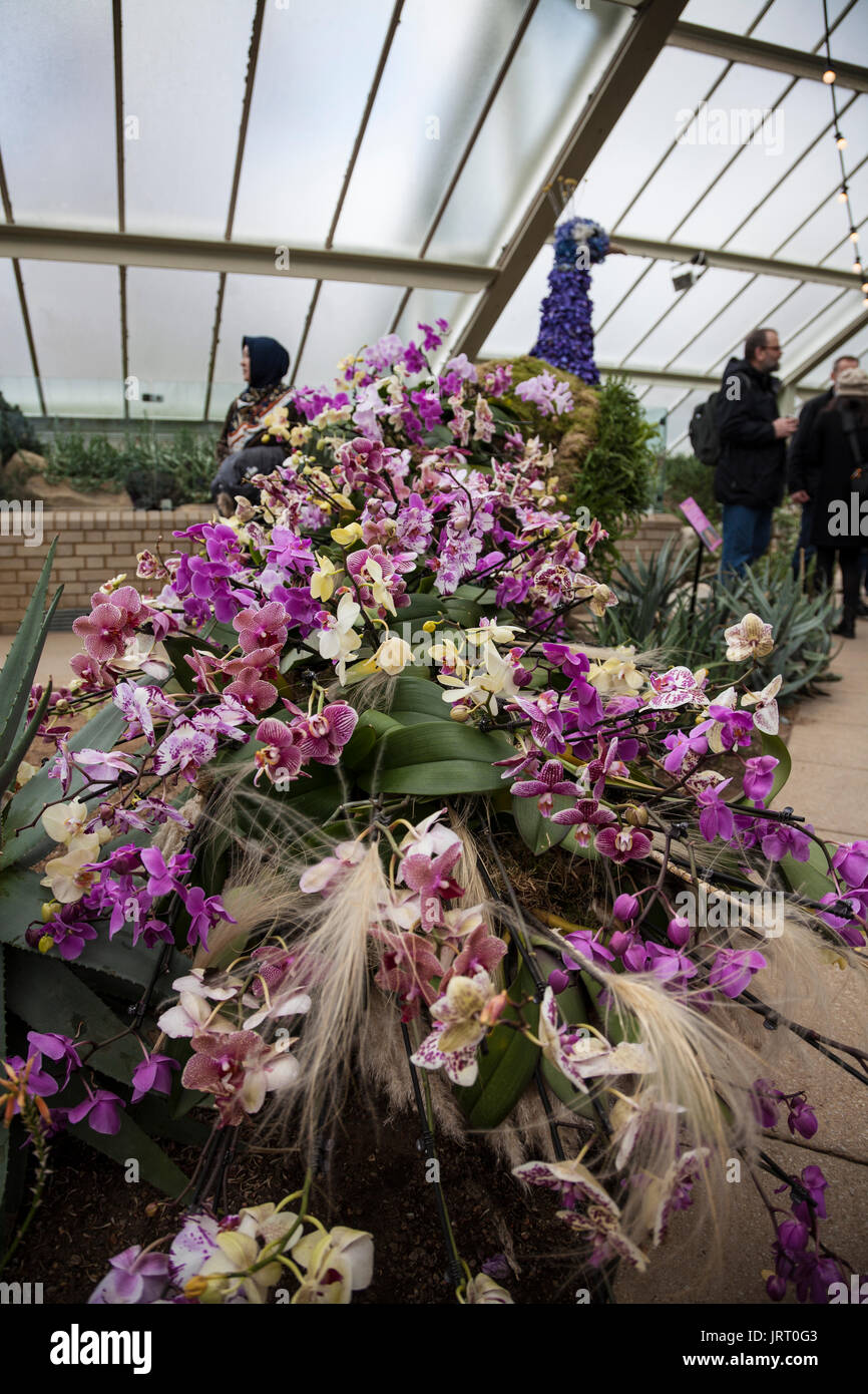 Pfau aus Orchideen im Orchid Festival in Kew Gardens 2017 Stockfoto