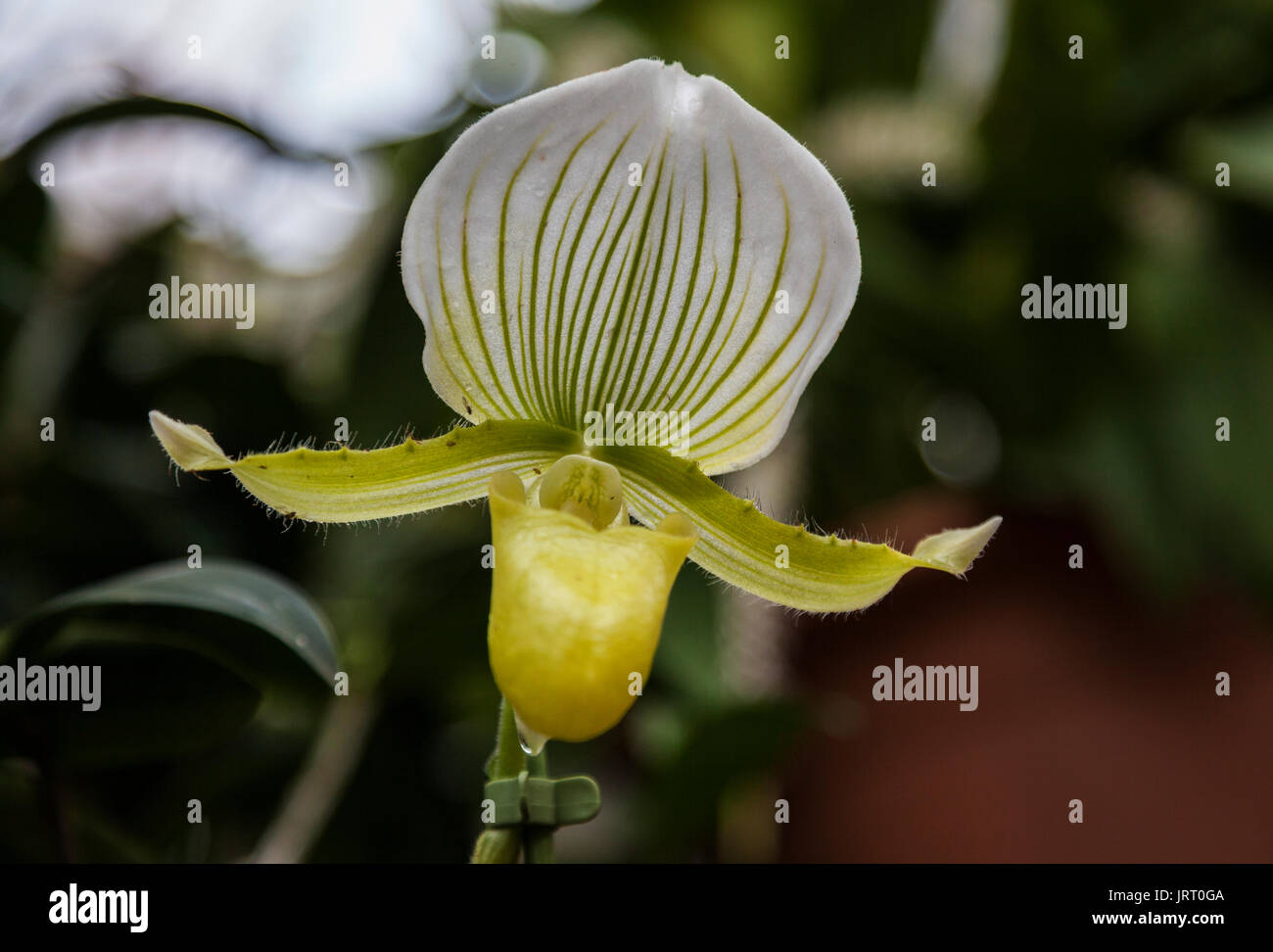 Slipper orchid Paphiopedilum maudiae im Orchid Festival in Kew Gardens 2017 Stockfoto